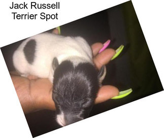 Jack Russell Terrier Spot