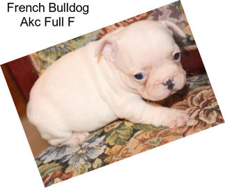 French Bulldog Akc Full F