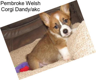 Pembroke Welsh Corgi Dandy/akc