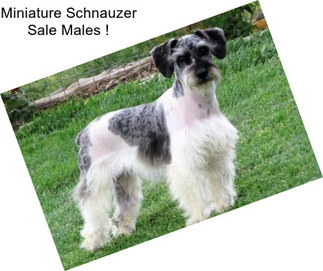 Miniature Schnauzer Sale Males !