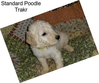 Standard Poodle Trakr