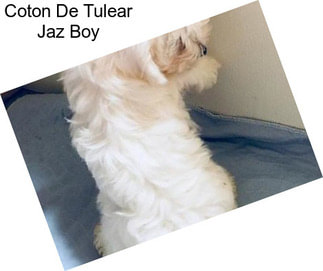 Coton De Tulear Jaz Boy