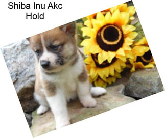 Shiba Inu Akc Hold