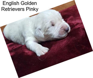 English Golden Retrievers Pinky