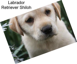 Labrador Retriever Shiloh