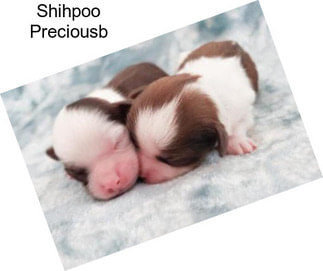Shihpoo Preciousb