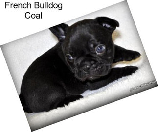 French Bulldog Coal