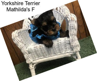 Yorkshire Terrier Mathilda\'s F