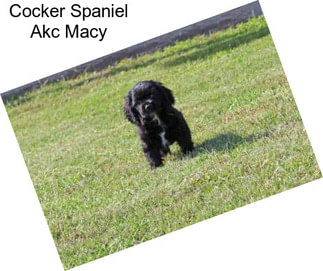 Cocker Spaniel Akc Macy