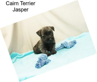 Cairn Terrier Jasper