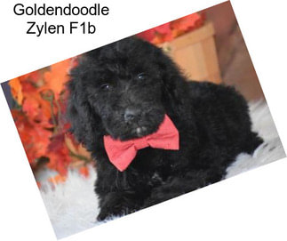 Goldendoodle Zylen F1b