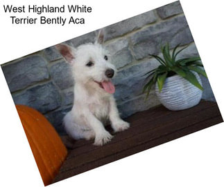 West Highland White Terrier Bently Aca