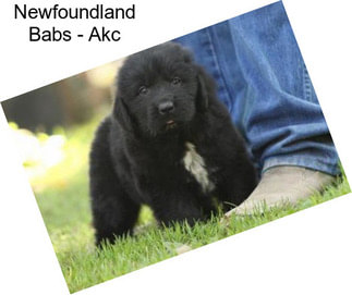 Newfoundland Babs - Akc