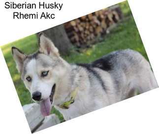 Siberian Husky Rhemi Akc