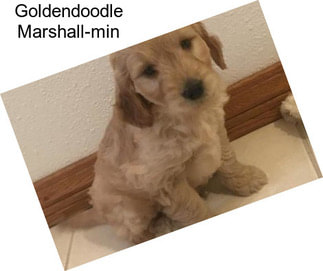 Goldendoodle Marshall-min