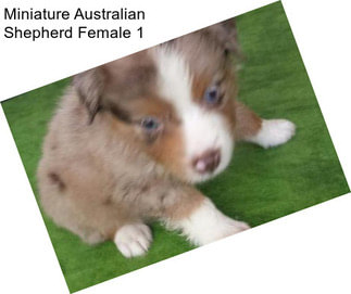 Miniature Australian Shepherd Female 1