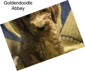 Goldendoodle Abbey