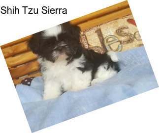 Shih Tzu Sierra