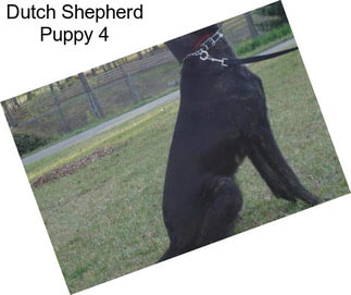 Dutch Shepherd Puppy 4