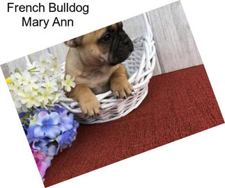 French Bulldog Mary Ann