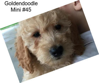 Goldendoodle Mini #45