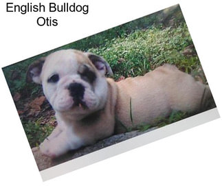 English Bulldog Otis