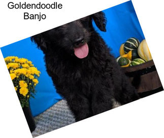 Goldendoodle Banjo
