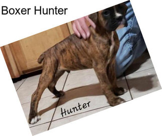 Boxer Hunter