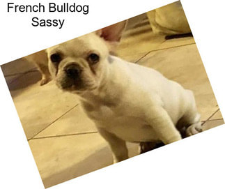 French Bulldog Sassy
