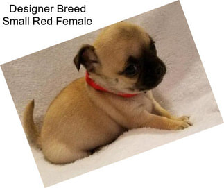 Designer Breed Small Red Female