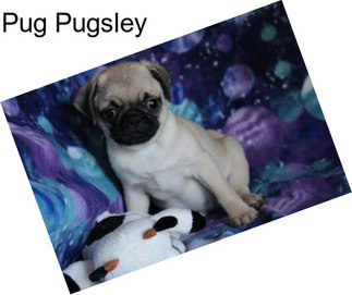 Pug Pugsley
