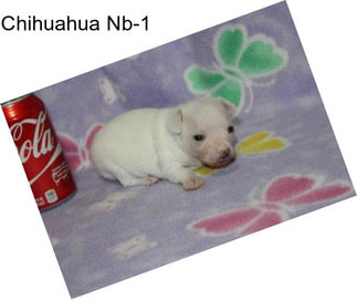 Chihuahua Nb-1