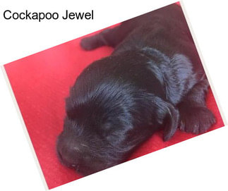 Cockapoo Jewel