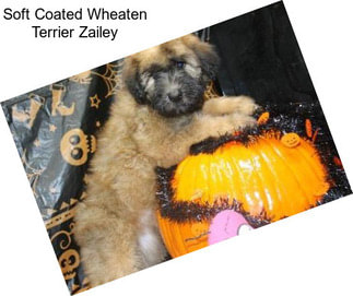 Soft Coated Wheaten Terrier Zailey