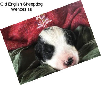 Old English Sheepdog Wenceslas