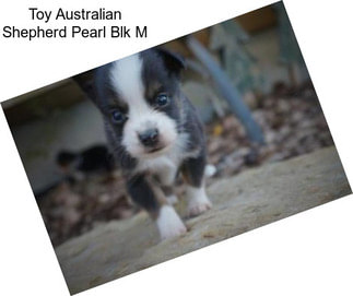 Toy Australian Shepherd Pearl Blk M