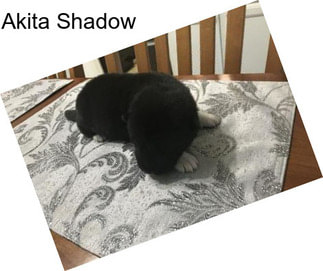Akita Shadow