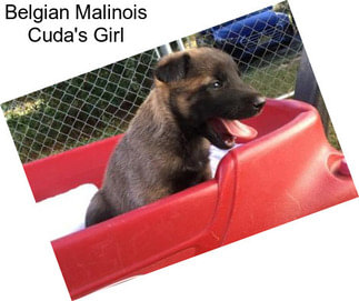 Belgian Malinois Cuda\'s Girl