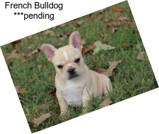 French Bulldog ***pending