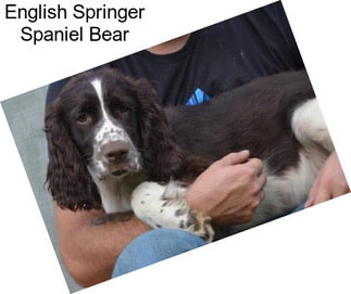 English Springer Spaniel Bear