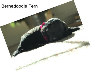 Bernedoodle Fern