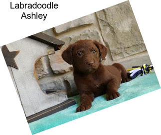 Labradoodle Ashley