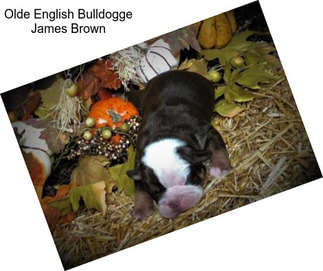 Olde English Bulldogge James Brown