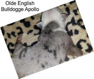 Olde English Bulldogge Apollo