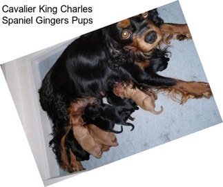 Cavalier King Charles Spaniel Gingers Pups