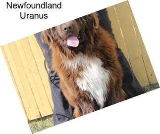 Newfoundland Uranus