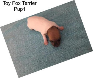 Toy Fox Terrier Pup1