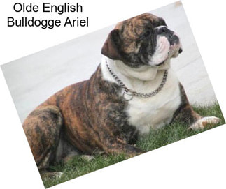 Olde English Bulldogge Ariel