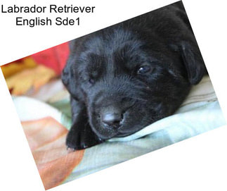 Labrador Retriever English Sde1