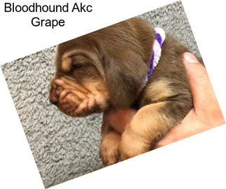 Bloodhound Akc Grape